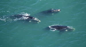 Aerial Viewof Right Whales Swimming Wallpaper