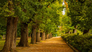 Aescetic Dusk At Albury River Wallpaper