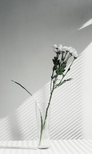 Aesthetic And Minimalist Flower Wallpaper