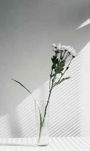 Aesthetic And Minimalist Flower Wallpaper