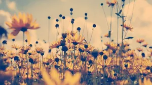 Aesthetic Art Yellow Flowers Wallpaper