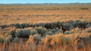 Aesthetic Australian Outback Baby Kangaroo Wallpaper