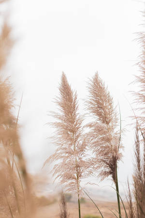 Aesthetic Beige Grasses Wallpaper