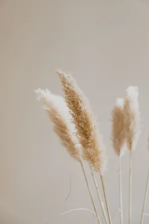 Aesthetic Beige Reed Plant Wallpaper
