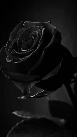 Aesthetic Black And White Flower Wallpaper