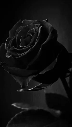 Aesthetic Black And White Flower Wallpaper