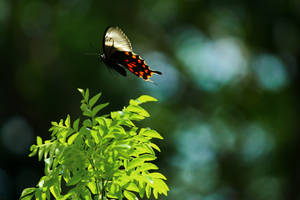 Aesthetic Butterfly During Daytime Wallpaper