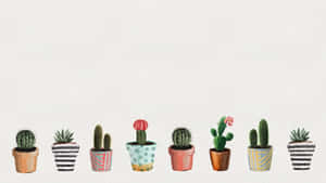 Aesthetic Cactus Potted Plants Wallpaper