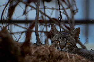 Aesthetic Cat In Dried Grass Wallpaper