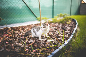 Aesthetic Cat In Plant Box Wallpaper