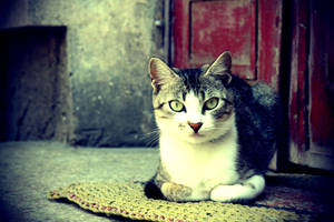 Aesthetic Cat In Rug Wallpaper