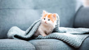 Aesthetic Cat In Sofa Wallpaper