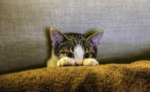 Aesthetic Cat In Sofa Wallpaper