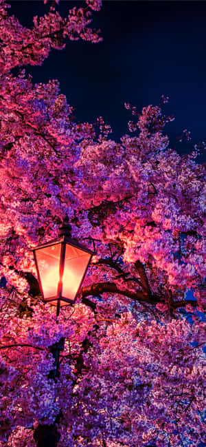 Aesthetic Cherry Blossom At Night Wallpaper