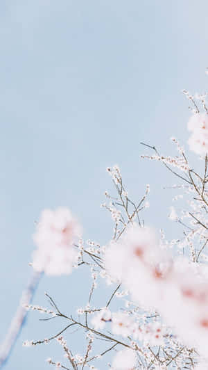 Aesthetic Cherry Blossom In Blurred Vision Wallpaper