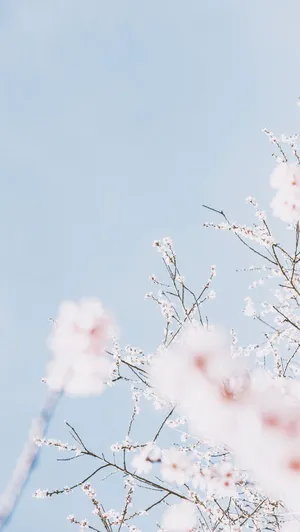 Aesthetic Cherry Blossom In Blurred Vision Wallpaper