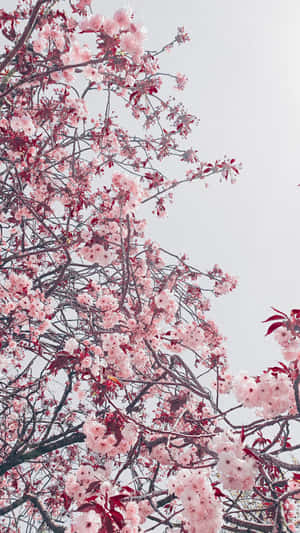 Aesthetic Cherry Blossom With Red Wallpaper