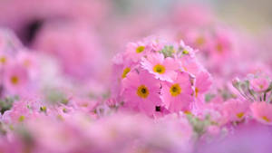 Aesthetic Chromebook Pink Flowers Wallpaper