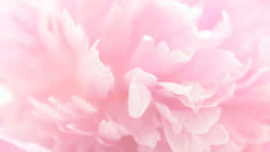 Aesthetic Computer Light Pink Carnation Wallpaper