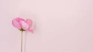 Aesthetic Computer Light Pink Peony Wallpaper