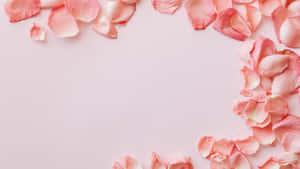 Aesthetic Computer Light Pink Petals Wallpaper