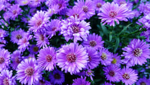 Aesthetic Daisy African Purple Wallpaper