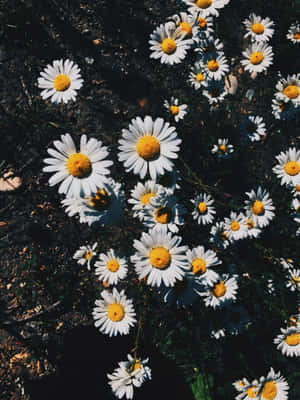 Aesthetic Daisy - Beauty Found Amongst Nature Wallpaper