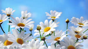 Aesthetic Daisy Blue Sky Close Up Wallpaper