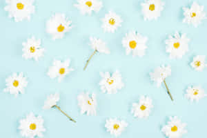 Aesthetic Daisy Floral Flat Lay Wallpaper