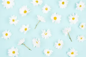 Aesthetic Daisy Floral Flat Lay Wallpaper