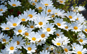 Aesthetic Daisy On A Sunny Day Wallpaper