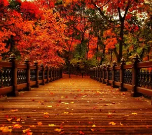 Aesthetic Fall Path Walk Wallpaper