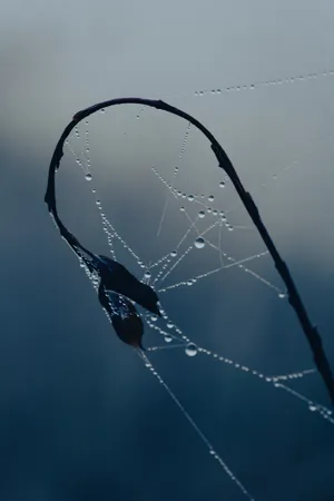 Aesthetic Forest View On Iphone Lock Screen Wallpaper