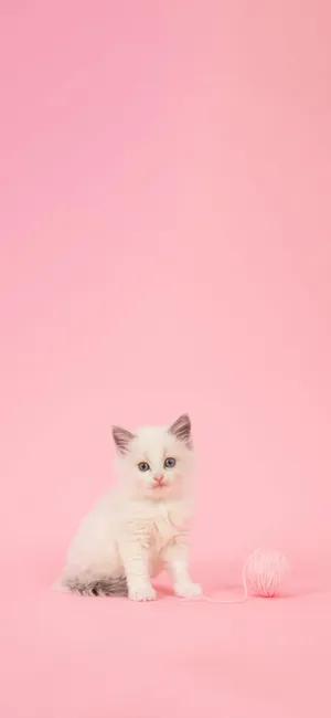 Aesthetic Girly Kitten Yarn Wallpaper