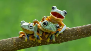 Aesthetic Green Frog On A Leaf Wallpaper