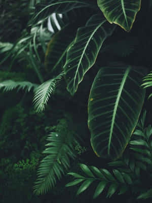 Aesthetic Green Plant Close Up Wallpaper