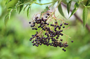 Aesthetic Hanging Purple Elderberry Fruits Wallpaper