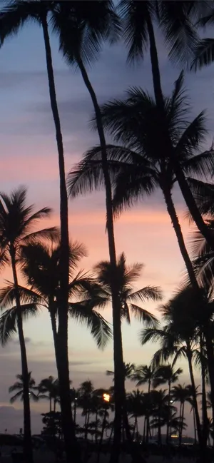 Aesthetic Hawaii Sunset Palm Trees Mobile. Wallpaper