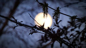 Aesthetic Moon Glowing In The Night Wallpaper