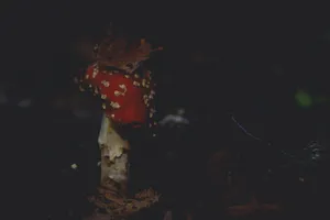 Aesthetic Mushroom Best Autumn Wallpaper