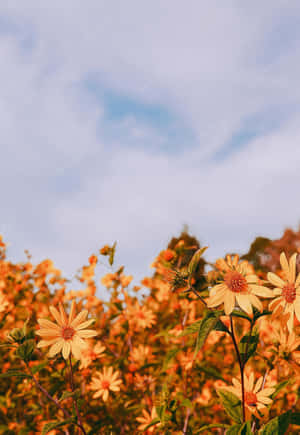 Aesthetic Nature With Daisies Wallpaper