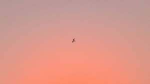 Aesthetic Peach Sunset Laptop Wallpaper