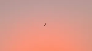 Aesthetic Peach Sunset Laptop Wallpaper