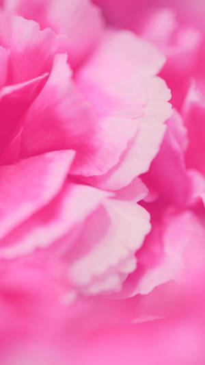 Aesthetic Pink Petals Wallpaper