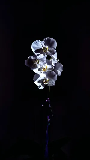 Aesthetic Plain Flower In Dark Wallpaper