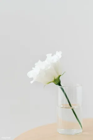 Aesthetic Plain White Flower Glass Wallpaper