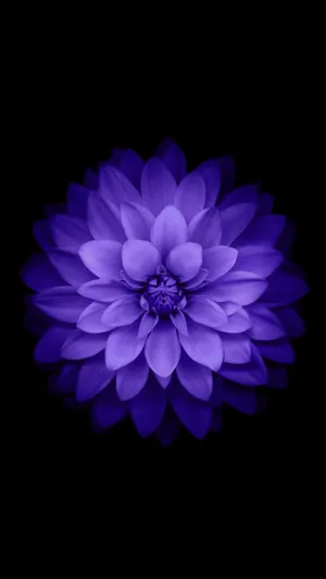 Aesthetic Purple Dahlia Flower Mobile Wallpaper