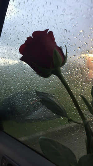 Aesthetic Rainy Window And A Red Rose Wallpaper
