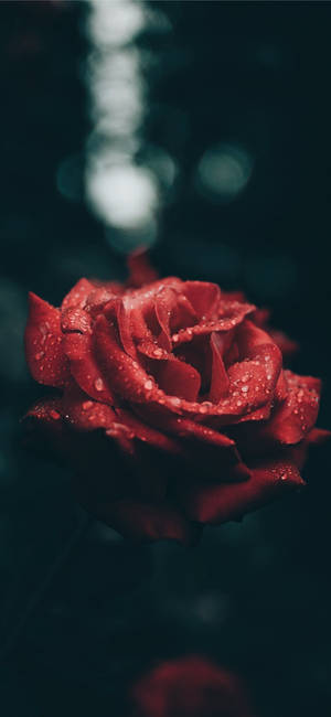 Aesthetic Red Rose For Iphone Wallpaper