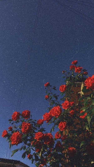 Aesthetic Red Roses Iphone Wallpaper